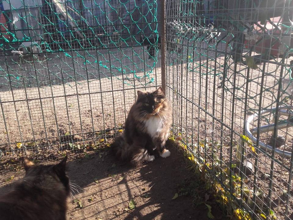 AMANDE - MAIN COON - (JORGE) 49172711