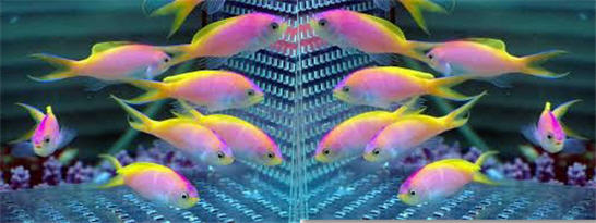 سمكة الخوخ - السمكة الجنية Images10