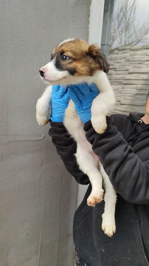 COOKIE - Chiot femelle croisée de taille moyenne à l'âge adulte - Née en février 2023 - Adoptée par Alexia (dpt 13) 1311