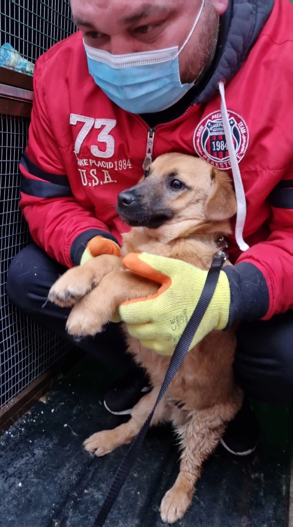 BISCUIT - Chiot mâle de petite taille à l'âge adulte - Né environ fin novembre 2020, adopté par Marie Eve en Belgique  17124212