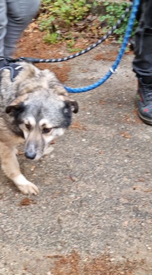 LEROY chien mâle adulte de taille moyenne né environ en 2017 - adopté par Virginie depart 40 17172611