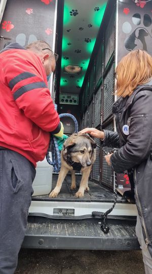 LEROY chien mâle adulte de taille moyenne né environ en 2017 - adopté par Virginie depart 40 17176611