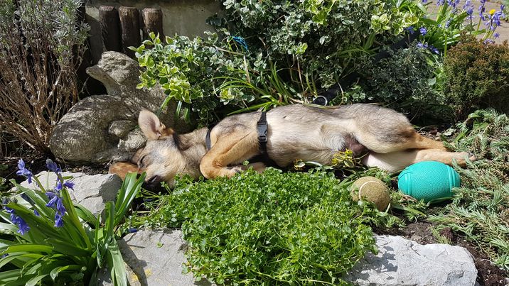 ULYSSE - Chiot mâle de taille petite à moyenne à l'âge adulte - Né environ en novembre 2020, adopté par Sabine en Belgique  17265510