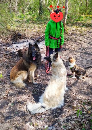 KOOMA chiot mâle de petite à moyenne taille à l'âge adulte - né environ début octobre 2020, adopté par Céline (départ 73) 17485210