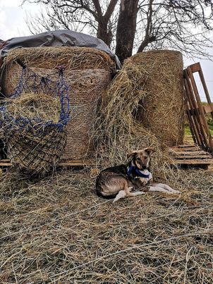 DUKE - Chiot mâle de taille moyenne à l'âge adulte - Né environ fin juillet 2020 - Adopté par Florent et Laura (Belgique)  - Page 2 17655011