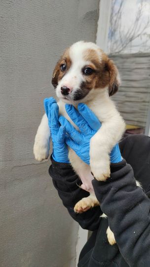 MUFFIN - Chiot mâle croisé de taille moyenne à l'âge adulte - Né en février 2023 2710