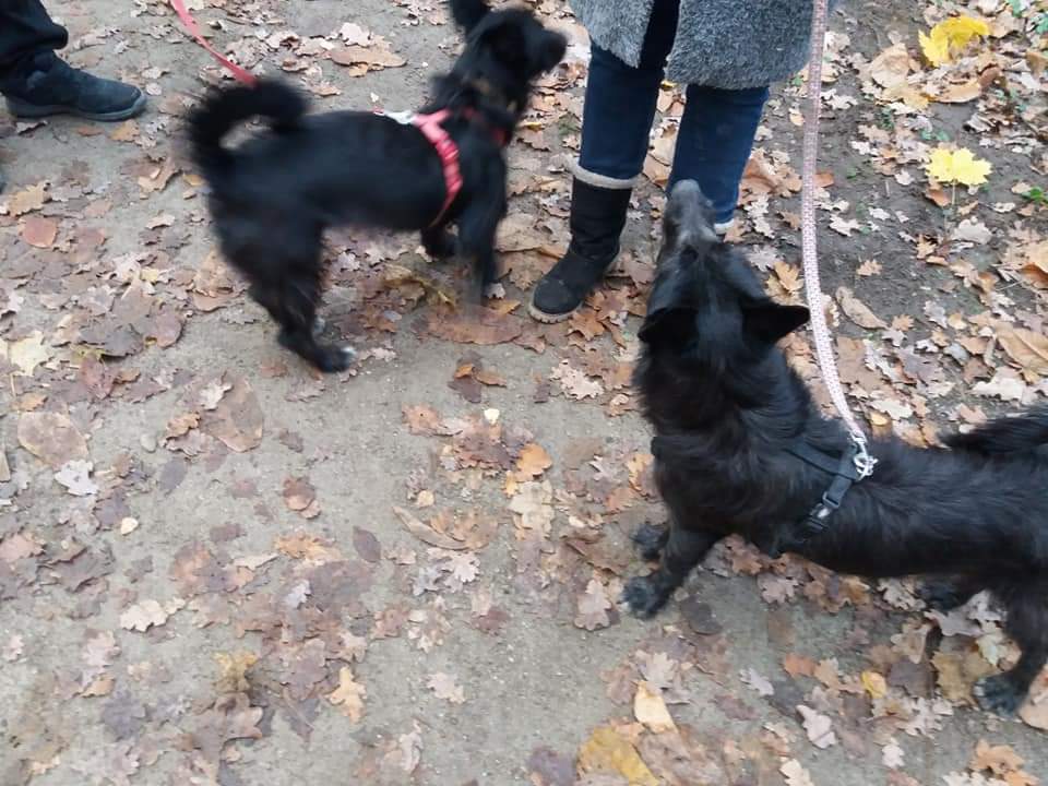 ELA - Chiot femelle de taille petite à moyenne à l'âge adulte - Née environ en Janvier 2020 - Refuge de Gabriela - Adoptée par Bernadette en Belgique Fb_img59