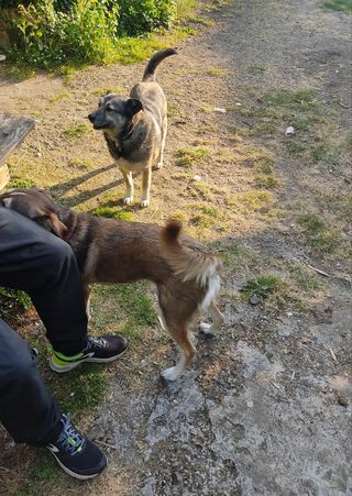 LEROY chien mâle adulte de taille moyenne né environ en 2017 - adopté par Virginie depart 40 Ler10