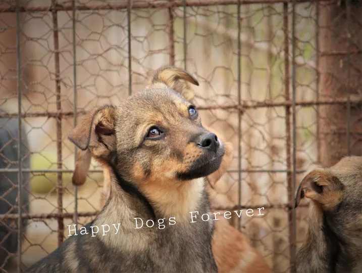 ULYSSE - Chiot mâle de taille petite à moyenne à l'âge adulte - Né environ en novembre 2020, adopté par Sabine en Belgique  Recei371