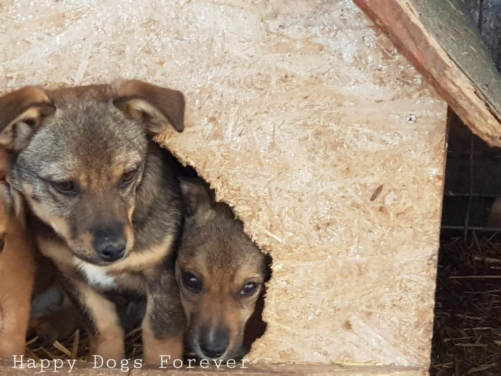 ULYSSE - Chiot mâle de taille petite à moyenne à l'âge adulte - Né environ en novembre 2020, adopté par Sabine en Belgique  Recei439