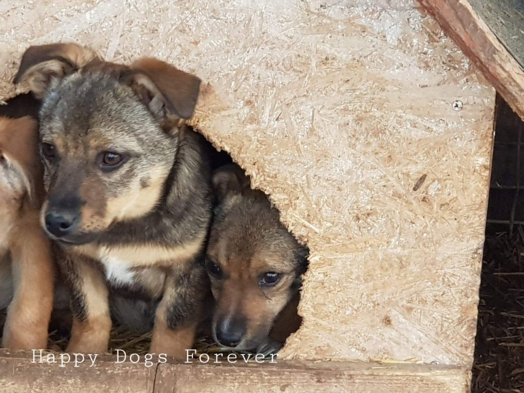 ULYSSE - Chiot mâle de taille petite à moyenne à l'âge adulte - Né environ en novembre 2020, adopté par Sabine en Belgique  Recei440