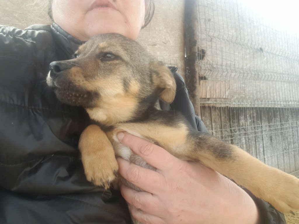 ULYSSE - Chiot mâle de taille petite à moyenne à l'âge adulte - Né environ en novembre 2020, adopté par Sabine en Belgique  Receiv28