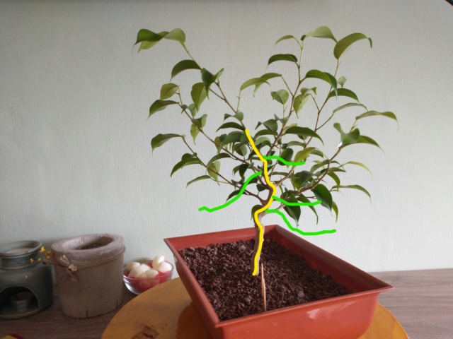 Cultivando y Diseñando Ficus Natasja Ficus210