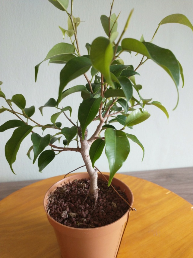 ficus - Cultivando y Diseñando Ficus Natasja Img_2013