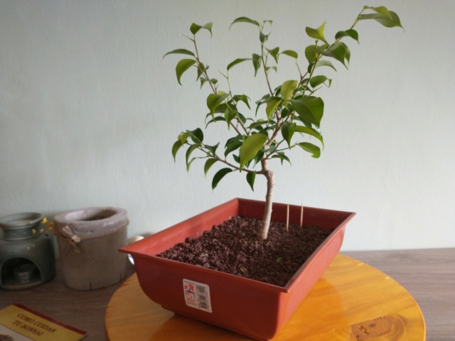 Cultivando y Diseñando Ficus Natasja Img_2015