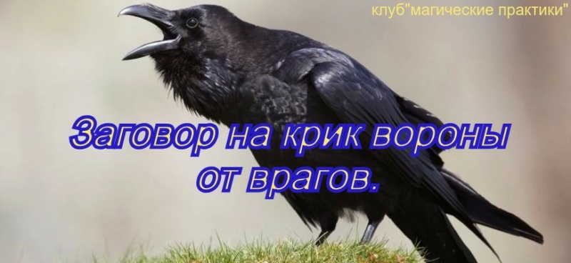 Предсказание от черного ворона пессимиста 9 букв