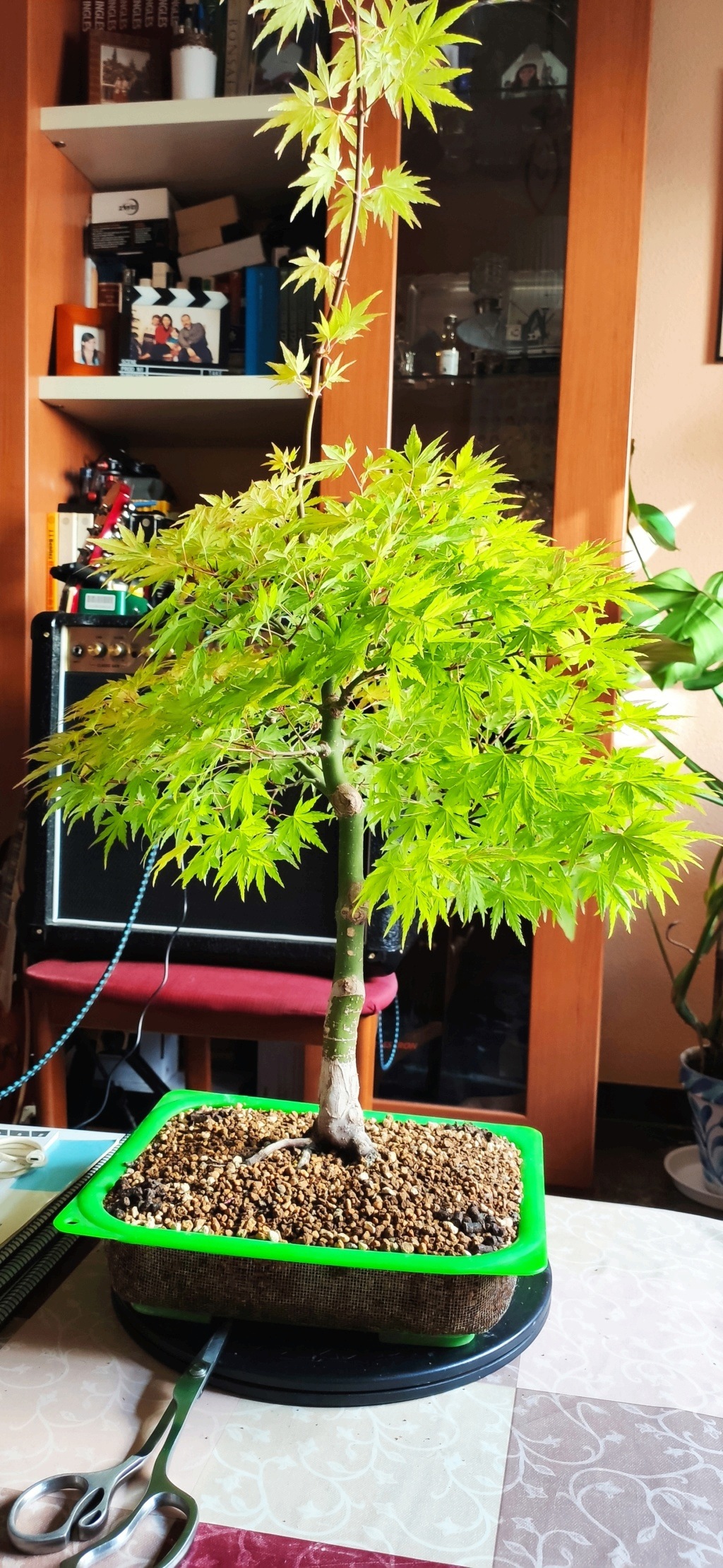Katsura momiji ( Acer palmatum ) Img_2020