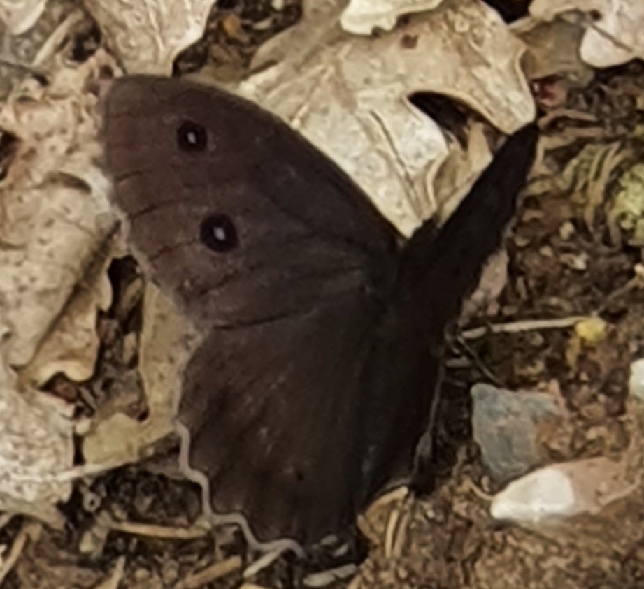 Papillon sombre avec TNPB 20210711
