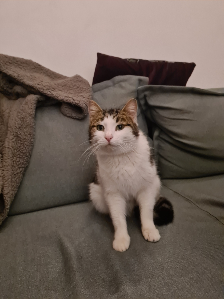 [ADOPTIONS] SAMEDI 23 MARS 2024 : ANIMALIS TOULOUSE NORD Resize20