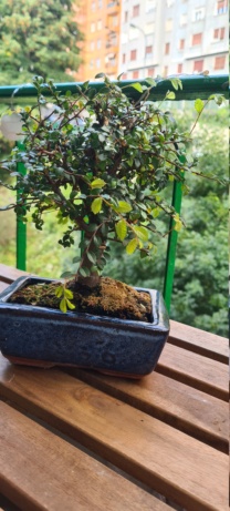 Mi primer bonsai. ¿Consejos? 20230826