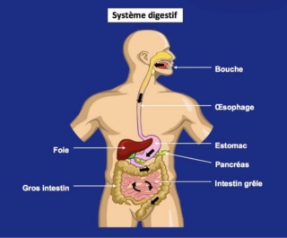 Résume du cours de l’appareil digestif  Img_3814