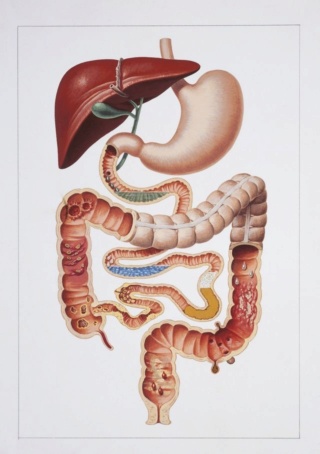 Résume du cours de l’appareil digestif  Img_3815