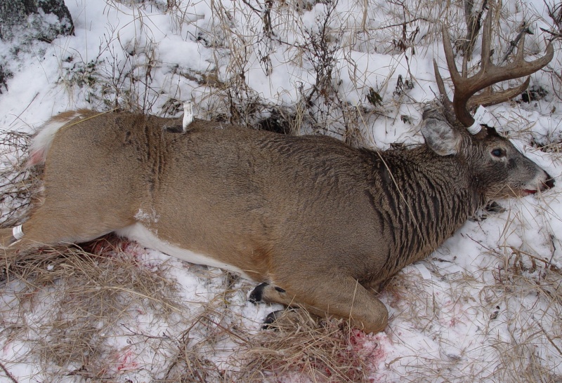 Mon buck Saskatchewan 2008 Kill_214