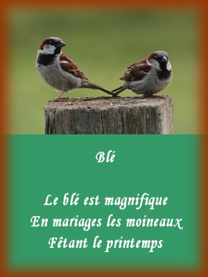 Haikus de la nature