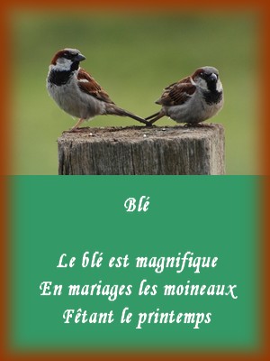 Haikus de la nature Moinea10