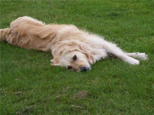 Urgent Cannelle  femelle Golden Retriever 6 ans(Bel) Cannel10