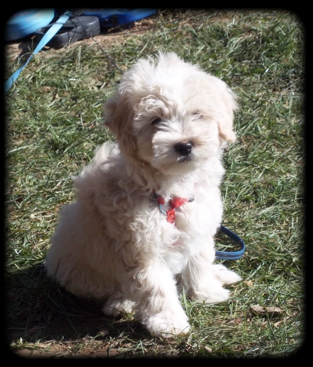 Dior, Chanel et Playboy chiots croisés Bichon/Caniche nés le 25/12/2010 Dior_410