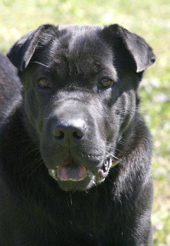 Kay femelle croisée Labrador/Sharpei de 2 ans Kay10