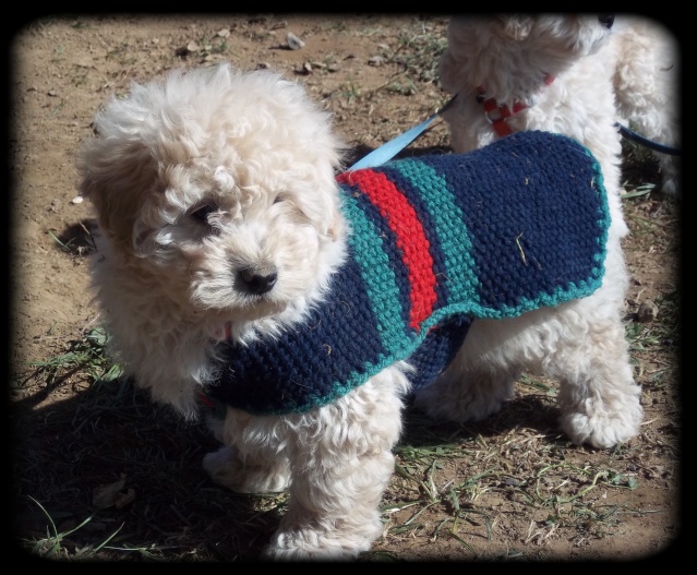 Dior, Chanel et Playboy chiots croisés Bichon/Caniche nés le 25/12/2010 Play_b11