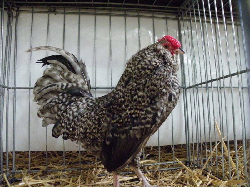 Exposition nationale d'aviculture : Rochefort le 26 et 27 février 2011 Barbu_10