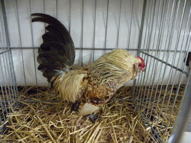 Exposition nationale d'aviculture : Rochefort le 26 et 27 février 2011 Barbue14