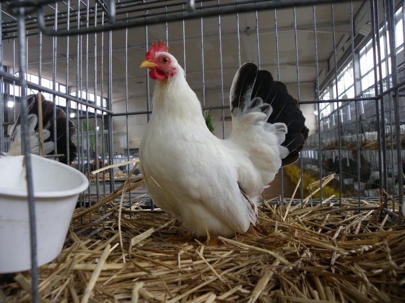 Exposition nationale d'aviculture : Rochefort le 26 et 27 février 2011 Chabo_10