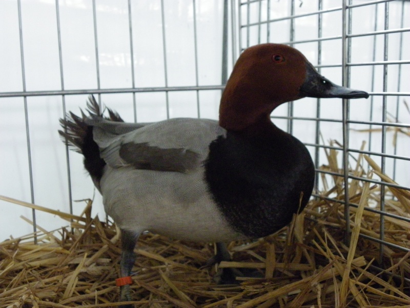 Exposition nationale d'aviculture : Rochefort le 26 et 27 février 2011 Miloui10