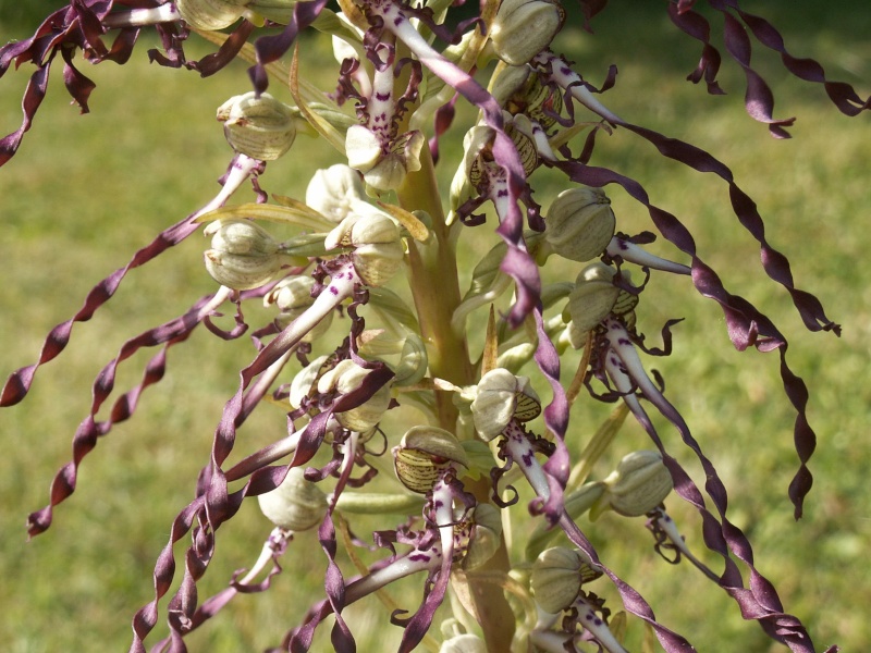 Orchis Bouc Orchid18