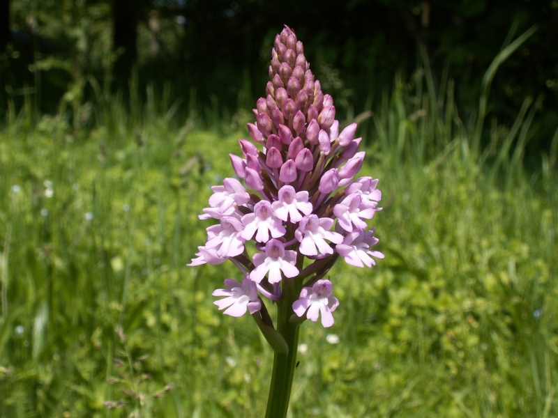 Orchis Pyramidal Orchid22