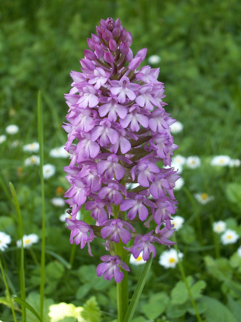 Orchis Pyramidal Orchid23
