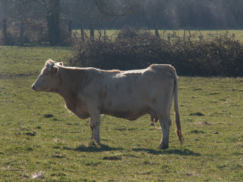 La vache Charolaise Pict0084