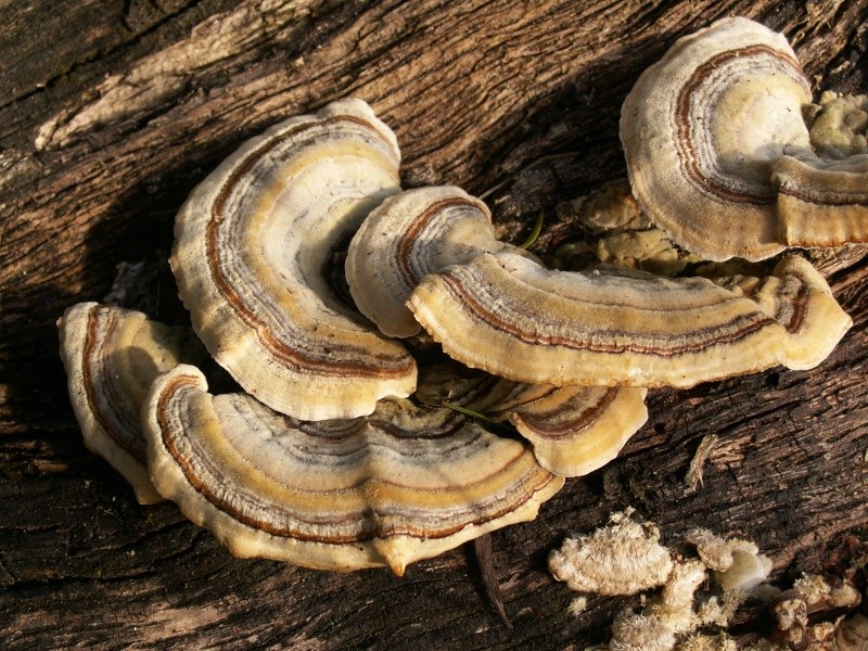 Polypore Versicolore ou Trametes Versicolor Pict0179