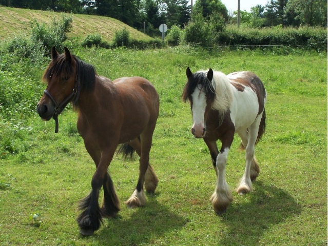 L'Irish Cob - Le poilus de mes rêves. 100_2610