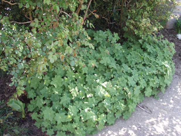 je cherche quelque plantes vivaces Gerani11