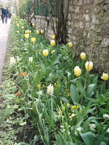 visite printanière et en couleurs dans les jardins de Claude Monet Jaune10