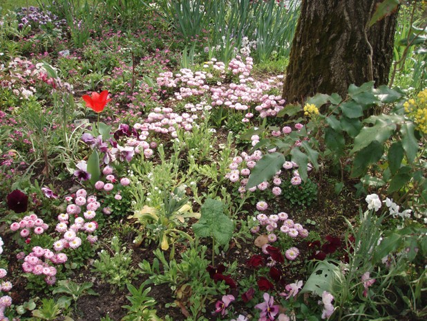 visite printanière et en couleurs dans les jardins de Claude Monet Rose_e10