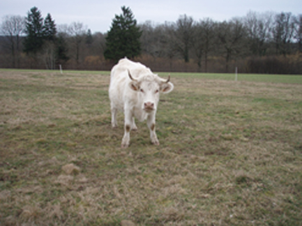 paysage typiquement morvandiau Vache10