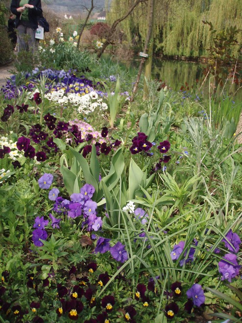 visite printanière et en couleurs dans les jardins de Claude Monet Violet10