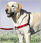 collier - Mon chien tire sans arrêt sur sa laisse Attach11