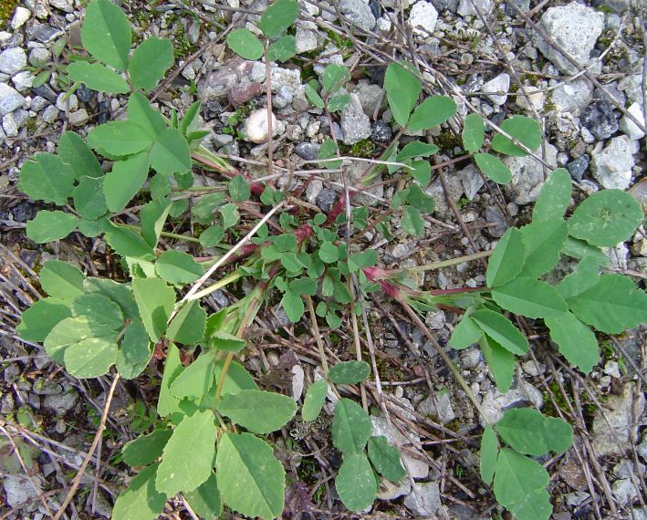 [Melilotus albus] plante du Guépelle Inconn12